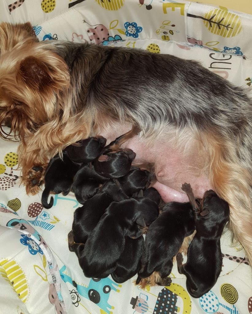 ilberri - Yorkshire Terrier - Portée née le 21/05/2018