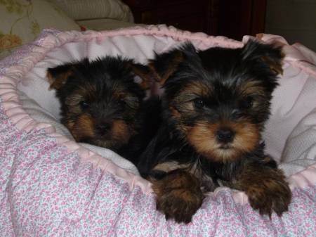 ilberri - Yorkshire Terrier - Portée née le 29/03/2011