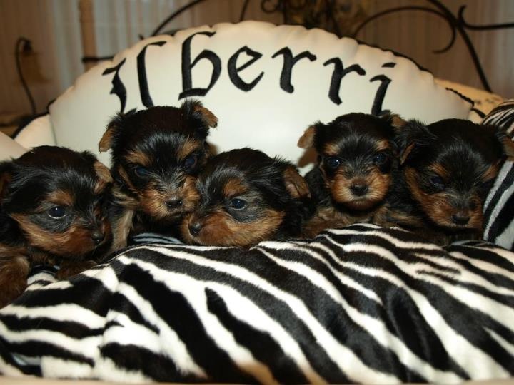 ilberri - Yorkshire Terrier - Portée née le 24/04/2012