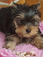 ilberri - Yorkshire Terrier - Portée née le 21/05/2016