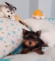 ilberri - Yorkshire Terrier - Portée née le 19/09/2017