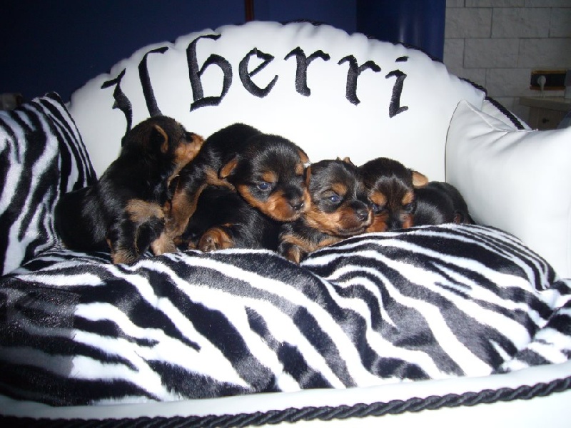 ilberri - Yorkshire Terrier - Portée née le 10/12/2011