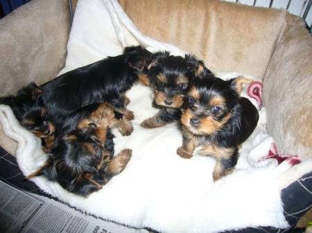 ilberri - Yorkshire Terrier - Portée née le 01/02/2010