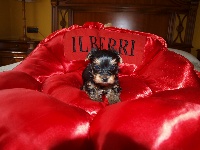 Gucci de Ilberri